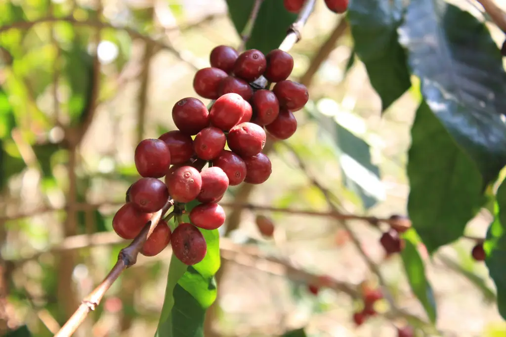 咖啡的禁忌:台灣人不可不知的健康隱憂